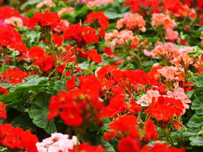 攀枝花广场