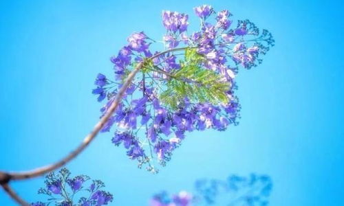蓝花楹盛开 英雄攀枝花浪漫满城