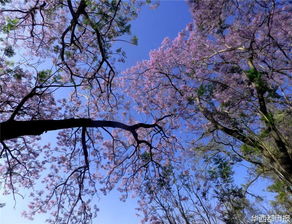 紫色花海再次席卷川南 4月的这两座小城,美得全世界羡慕