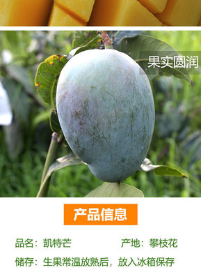 【爆甜】四川攀枝花芒果凯特大芒果超大甜芒果大青芒应季新鲜水果【9月15日发完】