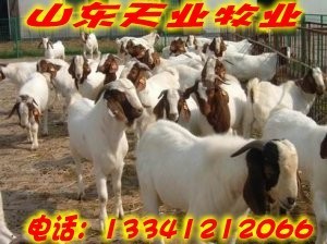 攀枝花哪里能买到改良肉牛_农副产品_世界工厂网