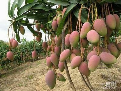 芒果四川攀枝花市_批发_供应-一亩田农业网_专业的农产品信息商务平台