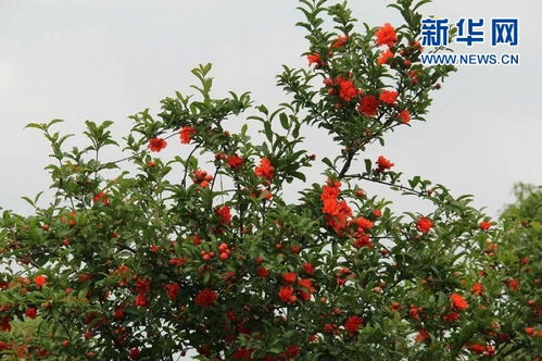 火红的石榴花开 相约攀枝花大田镇