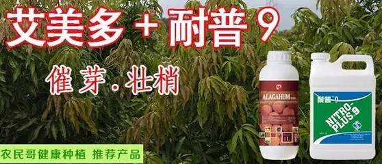 四川攀枝花:凯特芒真的被淘汰了?不适合种植了?