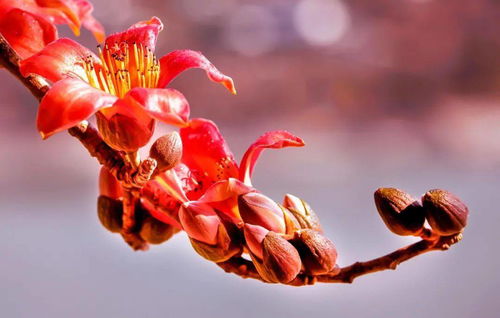 这个春节,就留在攀枝花暖暖过年吧