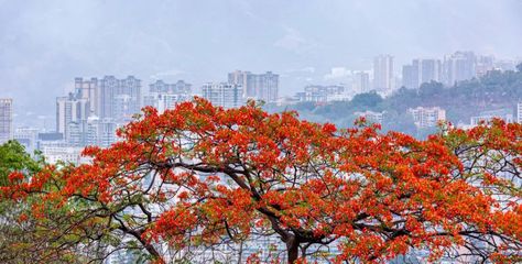"凡尔赛"的攀枝花,是什么颜色?