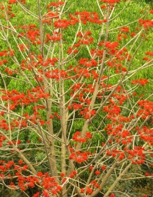 攀枝花树图片