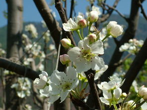 3月的攀枝花,这些地方美得像童话世界 明天就去耍 附攻略