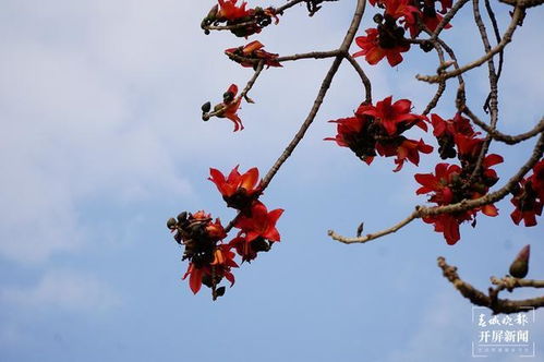 攀枝花开红艳艳 大理这个地方能用它做美食