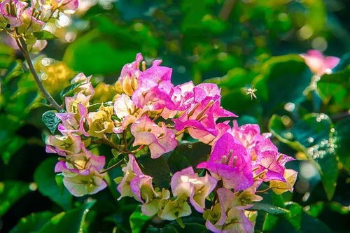 首届攀枝花花舞人间三角梅花语节开幕