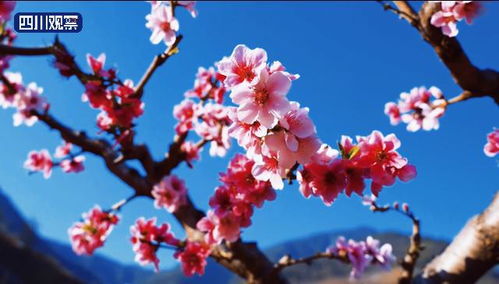 约起来 花海里打卡四川春天
