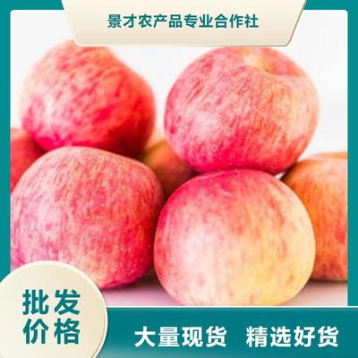 【红富士苹果】苹果种植基地厂家实力大
