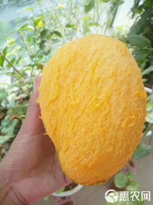 攀枝花芒果 品质与美味的象征