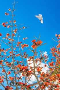 一秒入夏，攀枝花邀您穿短袖衬衣感受31℃温暖
