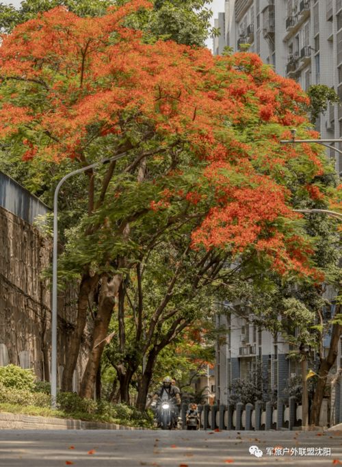 攀枝花 中老年人养生度假的完美旅行清单