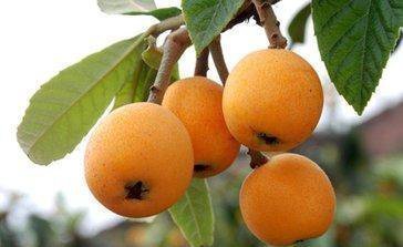 攀枝花十大著名特产，本地人都不一定全知道