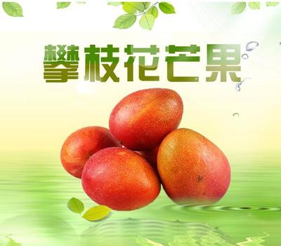 攀枝花芒果 阳光与甜蜜的完美结晶