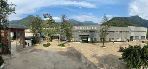 四喜盐边 攀枝花桑葚产业的璀璨明珠