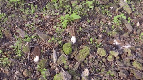 攀枝花喜迎菌中之王丰收