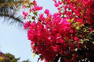 植树节大作战 给攀枝花点颜色看看