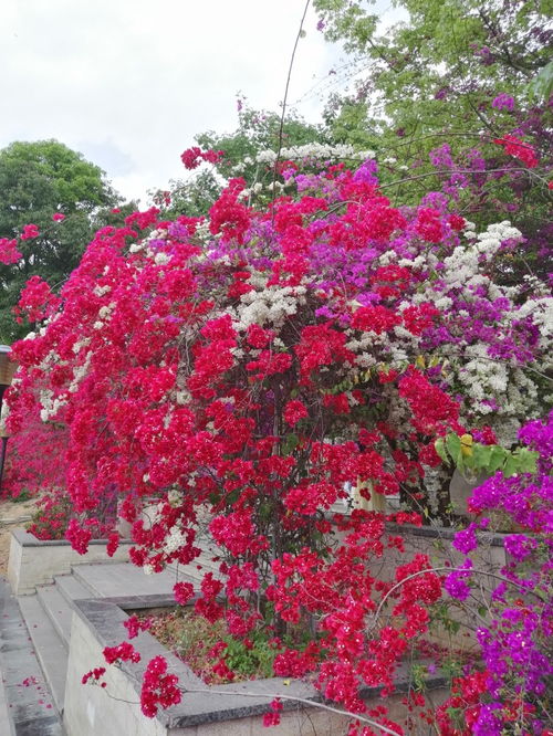 全国最大的三角梅主题公园——攀枝花市河门口公园