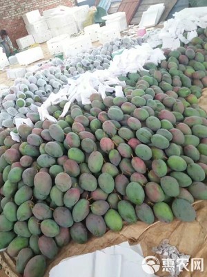 预售实惠 攀枝花凯特芒10斤装仅35元，7月12日发货