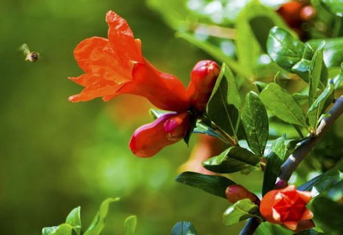 2023年攀枝花最全赏花时间表新鲜出炉