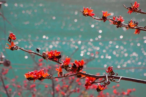 攀枝花，红了攀枝花