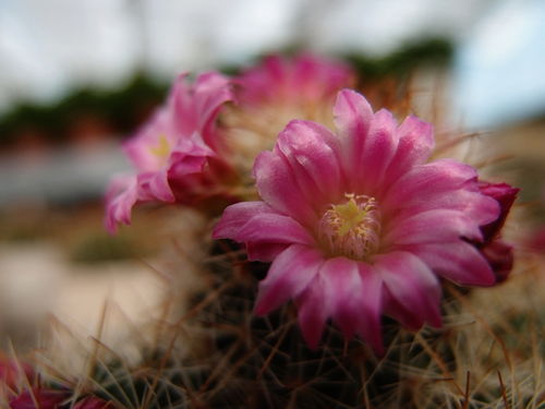攀枝花网络生态一瞥 从门户到论坛的新媒体图景