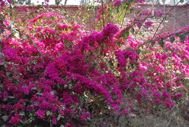 攀枝花之春 一座钢城的花开与新生