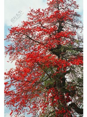 攀枝花 火红绽放的英雄树