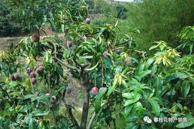 攀枝花芒果 阳光孕育的健康之果