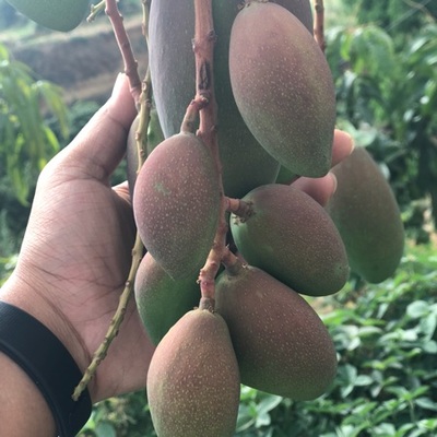 攀枝花芒果 阳光的味道，盐边的骄傲