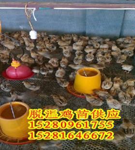攀枝花土鸡苗,攀枝花土鸡苗销售_农副产品_世界工厂网