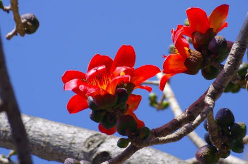 杨向红 丽江攀枝花又开