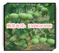 【各种花的开花时间】报价_产品_图片_论坛_各种花的开花时间综合描述-世界工厂网