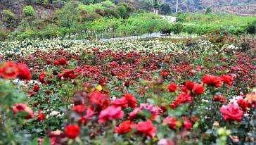 攀枝花花舞人间