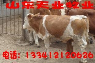 四川攀枝花本地有卖小公牛犊的吗_农副产品_世界工厂网