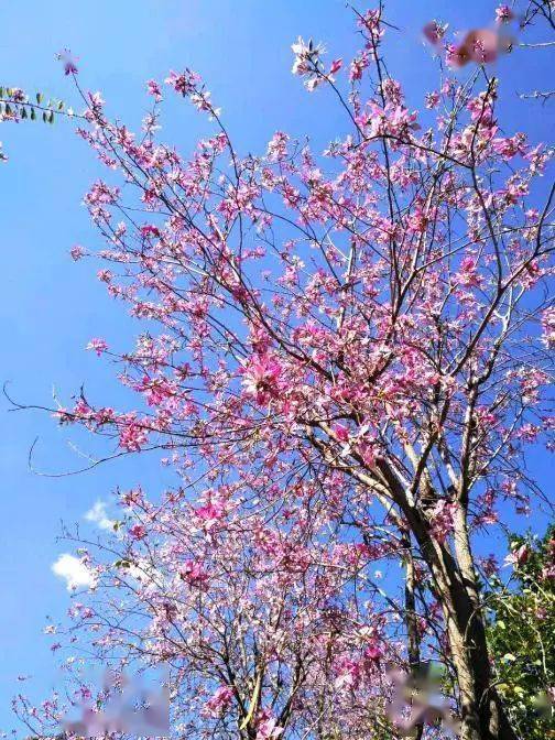 攀枝花蓝 城市天空的独特印记