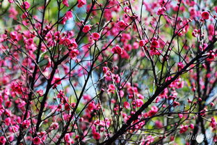 2015年1月11日攀枝花公园徒步赏梅活动纪实